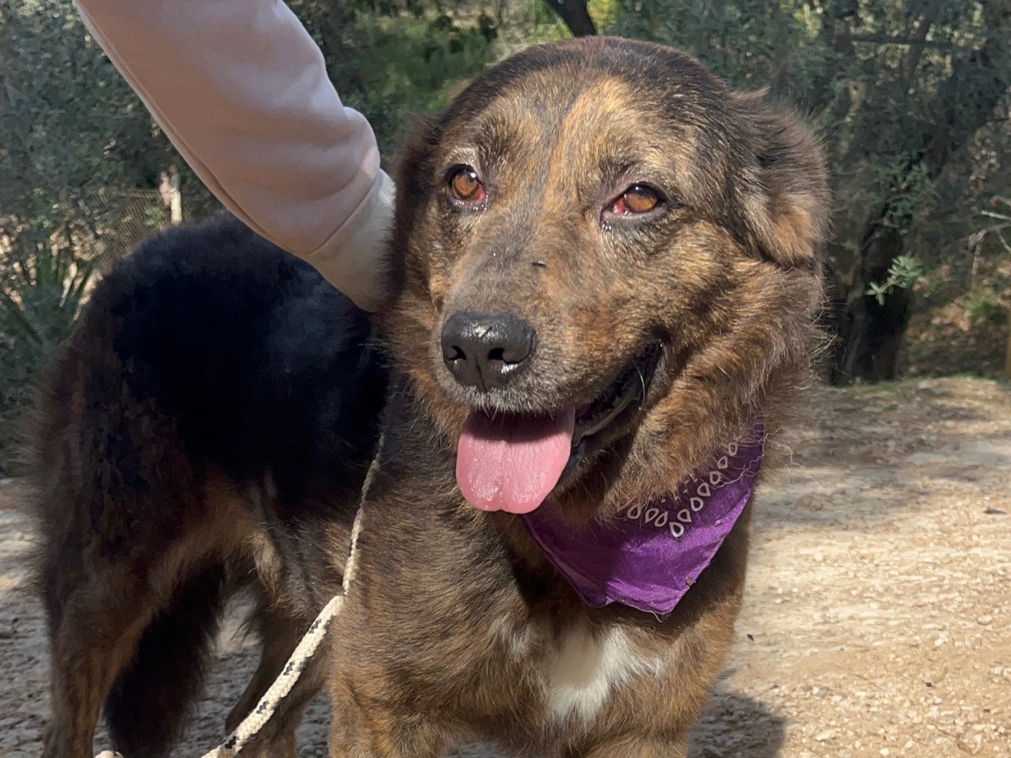 Adotta un cane, taglia media, femmina, Latina