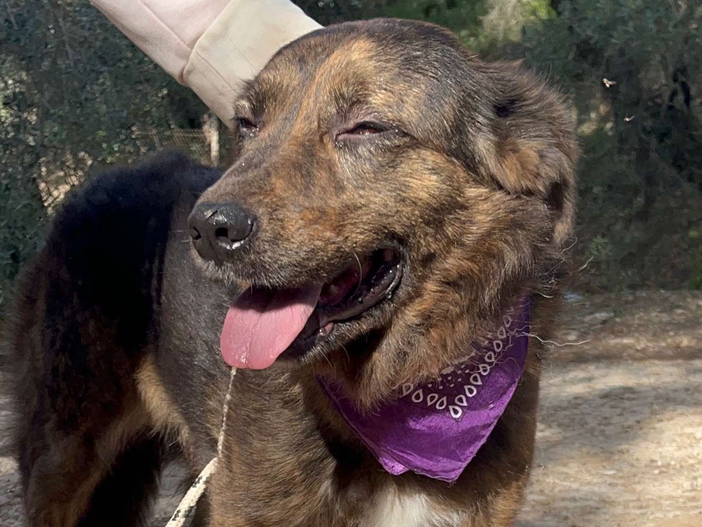 Adotta il cane Moka a Latina