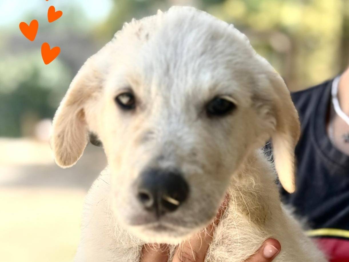 Adozione cane, maschio, Razza sconosciuta Razza sconosciuta, 4 mesi, taglia media, Como