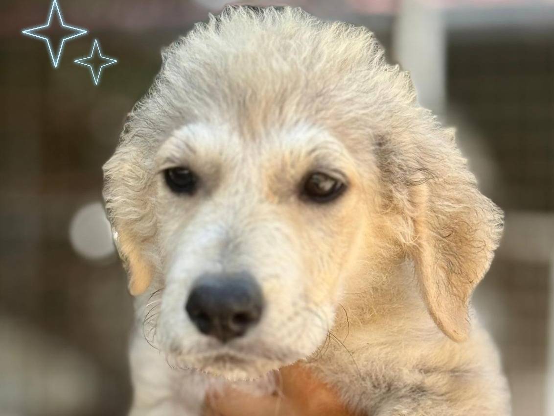 Adozione cane, maschio, Razza sconosciuta Razza sconosciuta, 4 mesi, taglia media, Arezzo