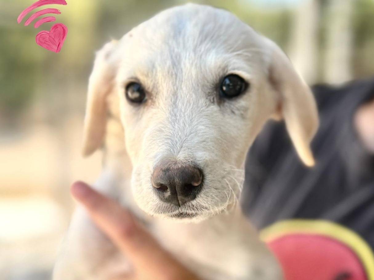 Adozione cane, femmina, Razza sconosciuta Razza sconosciuta, 4 mesi, taglia media, Vercelli