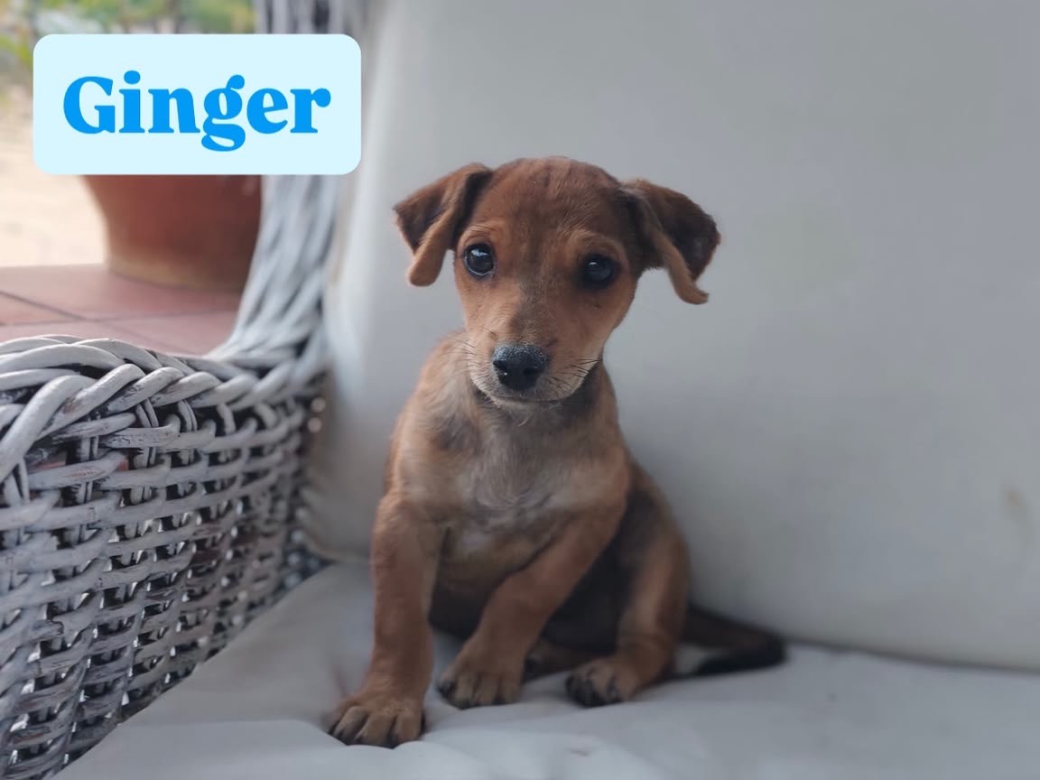 Adozione cane, maschio, Razza sconosciuta Razza sconosciuta, 2 mesi, taglia media contenuta, Cosenza