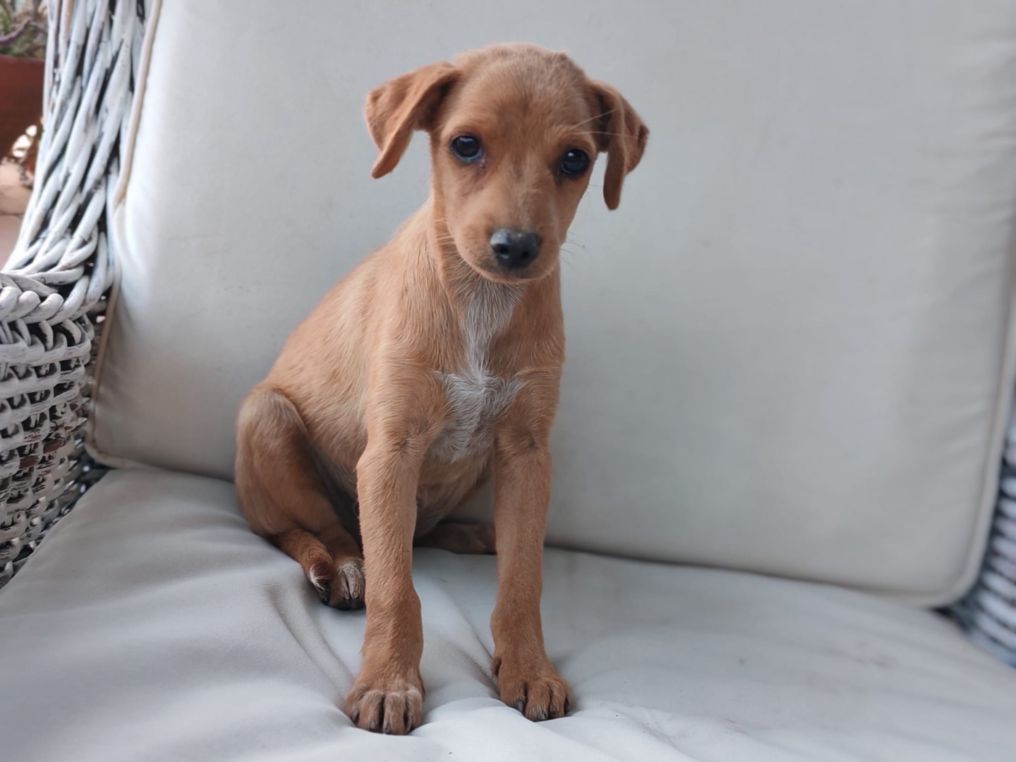 Adozione cane, femmina, Razza sconosciuta Razza sconosciuta, 2 mesi, taglia media contenuta, Cosenza
