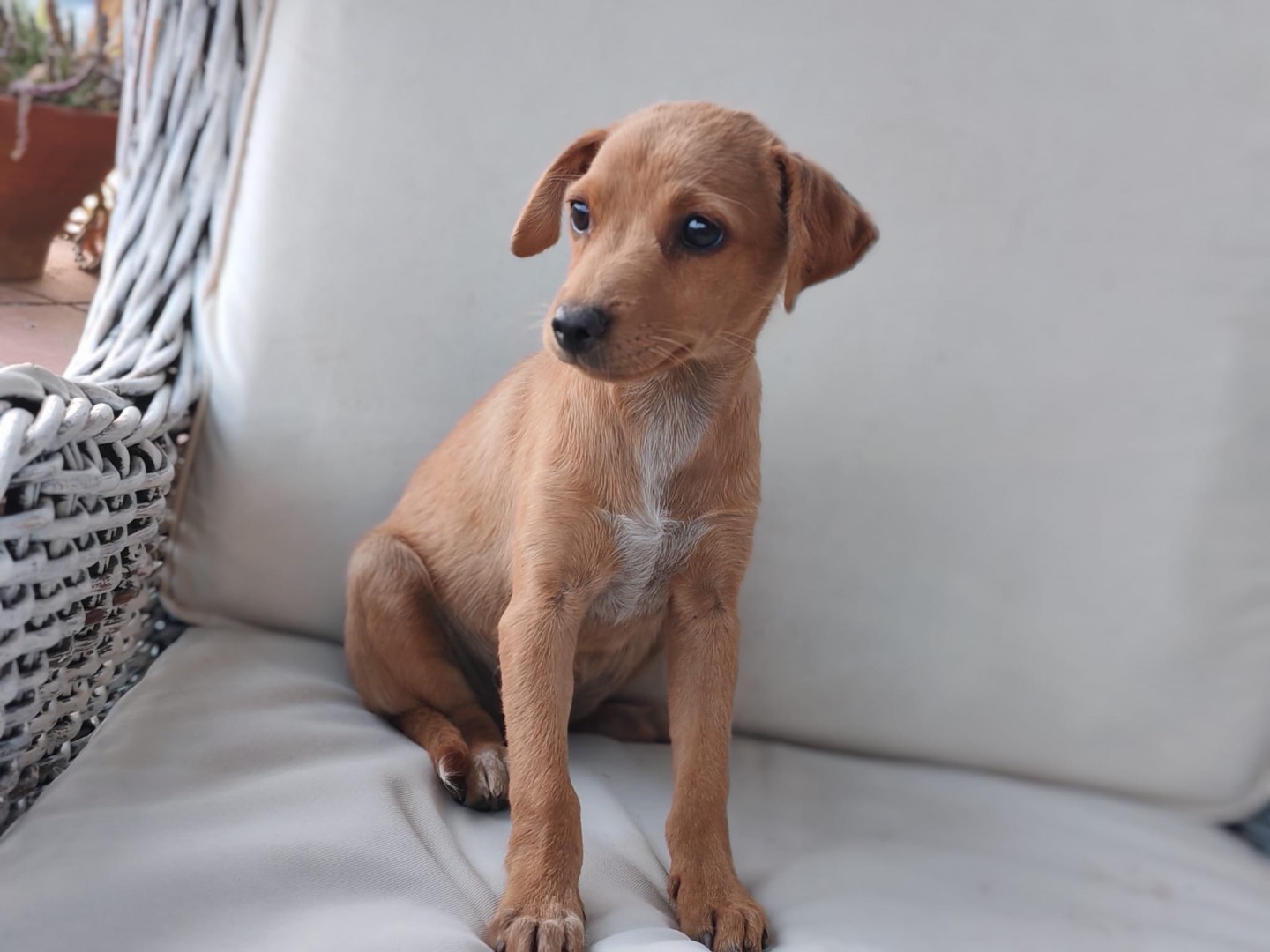 Adotta un cane, femmina, 2 mesi, Cosenza