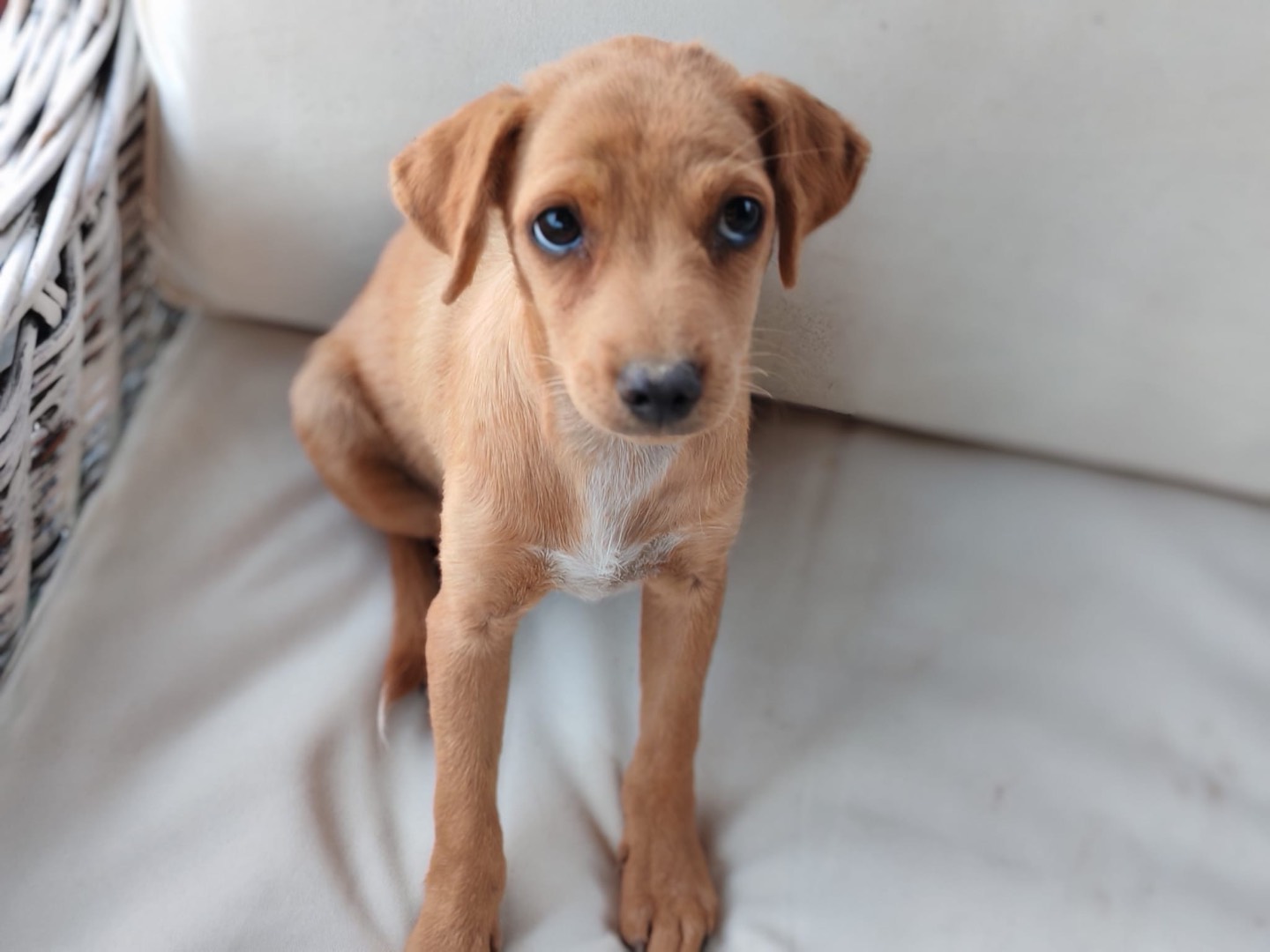 Adotta un cane, taglia media contenuta, femmina, Cosenza