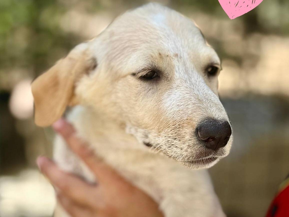 Adozione cane, femmina, Razza sconosciuta Razza sconosciuta, 4 mesi, taglia media, Rimini