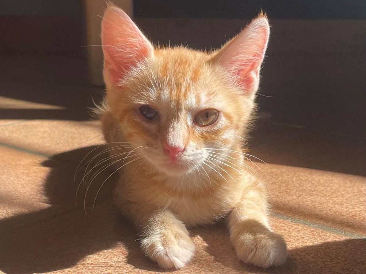 Adozione gatto, maschio, Razza sconosciuta Razza sconosciuta, 2 mesi, taglia non valida, Varese