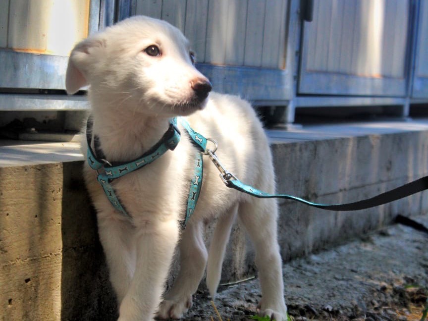 Adotta un cane, taglia media, maschio, Cosenza