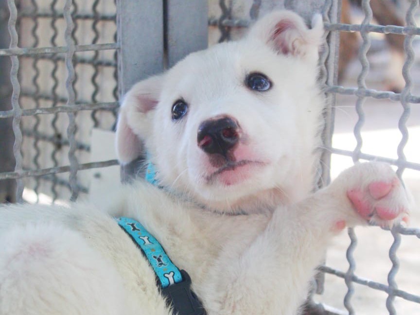 Adozione cane, maschio, Razza sconosciuta Razza sconosciuta, 2 mesi, taglia media, Cosenza