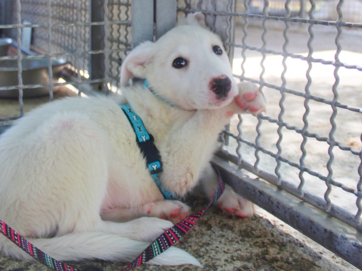 Vuoi adottare un cane a Cosenza?