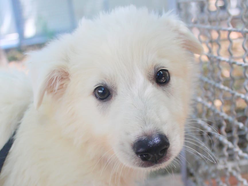 Vuoi adottare un cane a Cosenza?