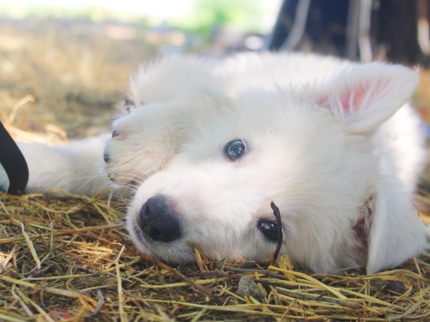 Adotta il cane Dino a Cosenza
