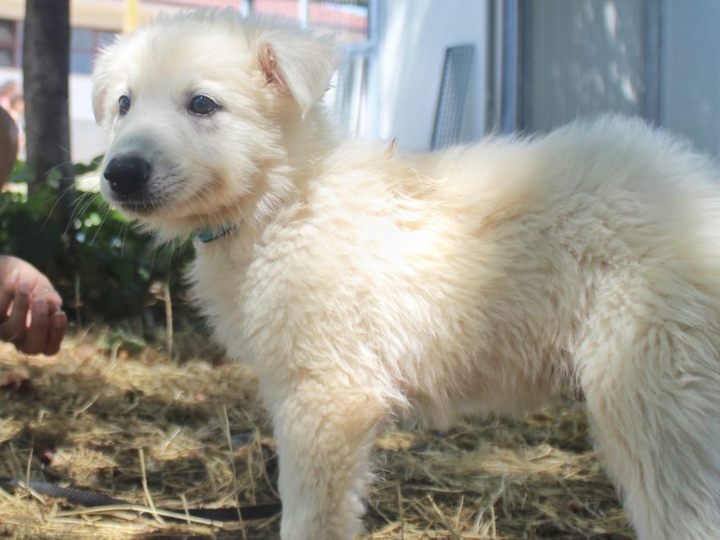 Adotta un cane, taglia media, maschio, Cosenza
