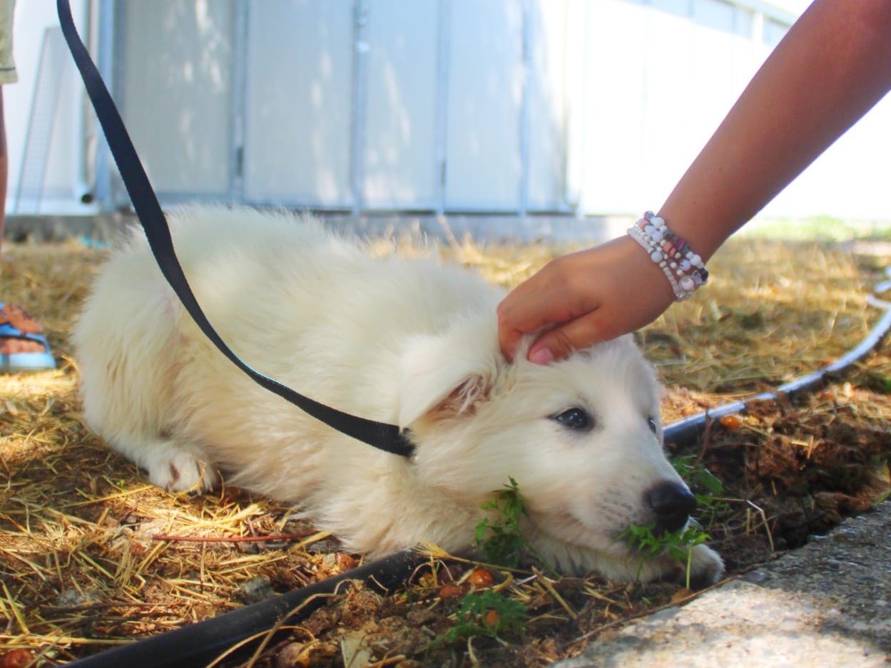 Adotta un cane, maschio, 2 mesi, Cosenza