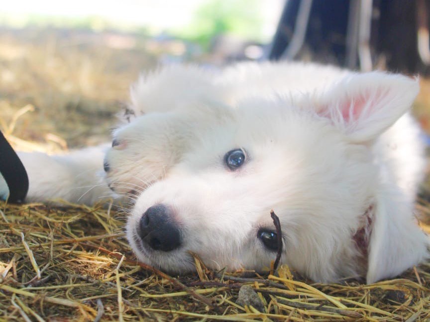 Adozione cane, maschio, Razza sconosciuta Razza sconosciuta, 2 mesi, taglia media, Cosenza