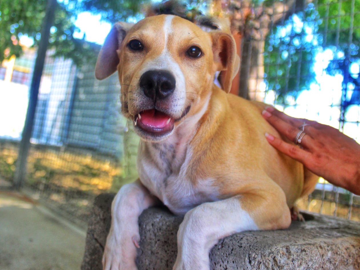 Adozione cane, maschio, Razza sconosciuta Razza sconosciuta, 2 mesi, taglia media, Cosenza