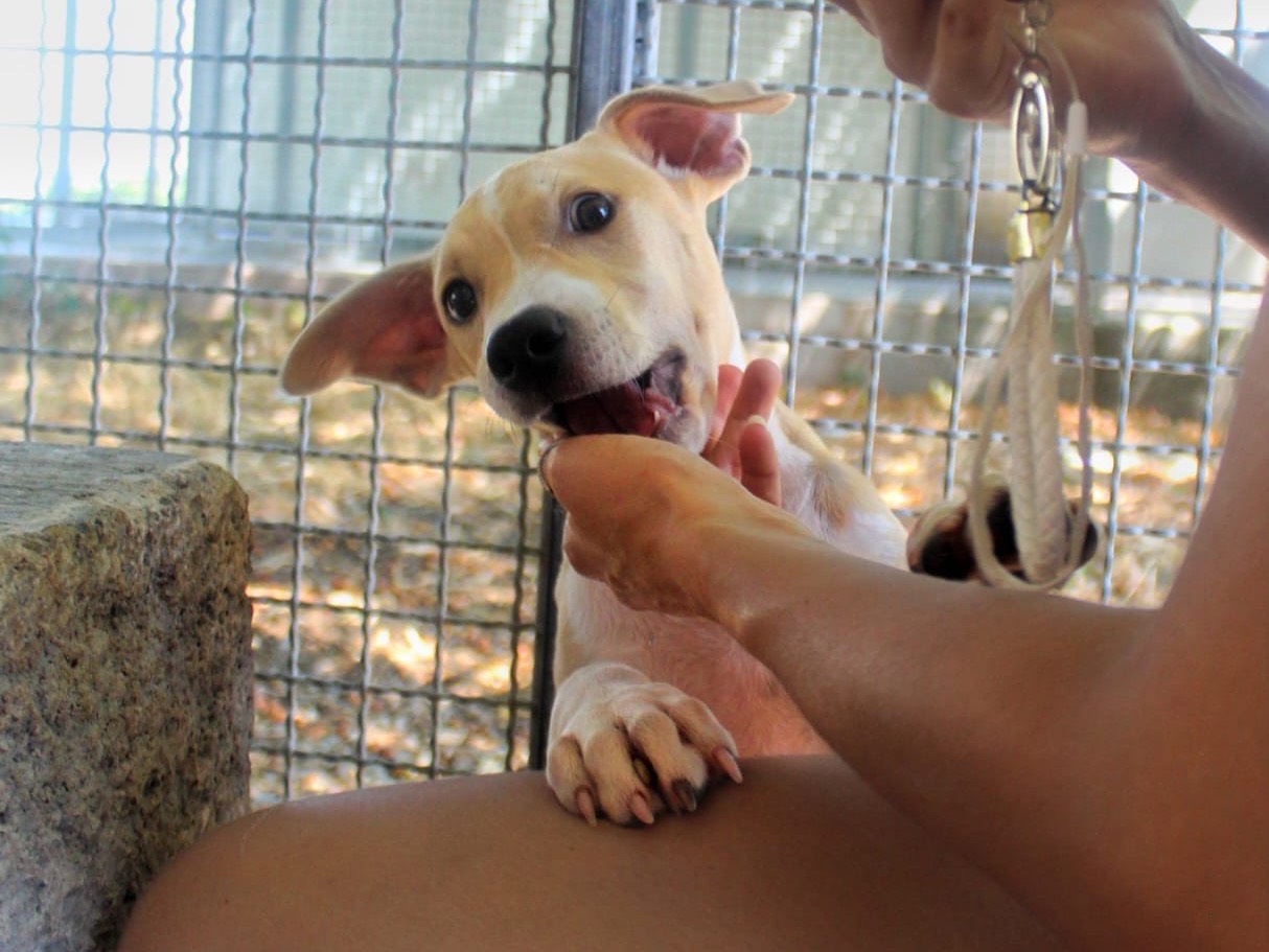 Adotta un cane, taglia media, maschio, Cosenza