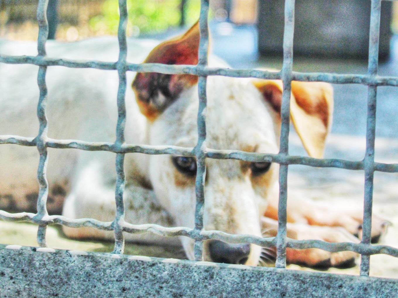 Adotta un cane, maschio, 2 mesi, Cosenza
