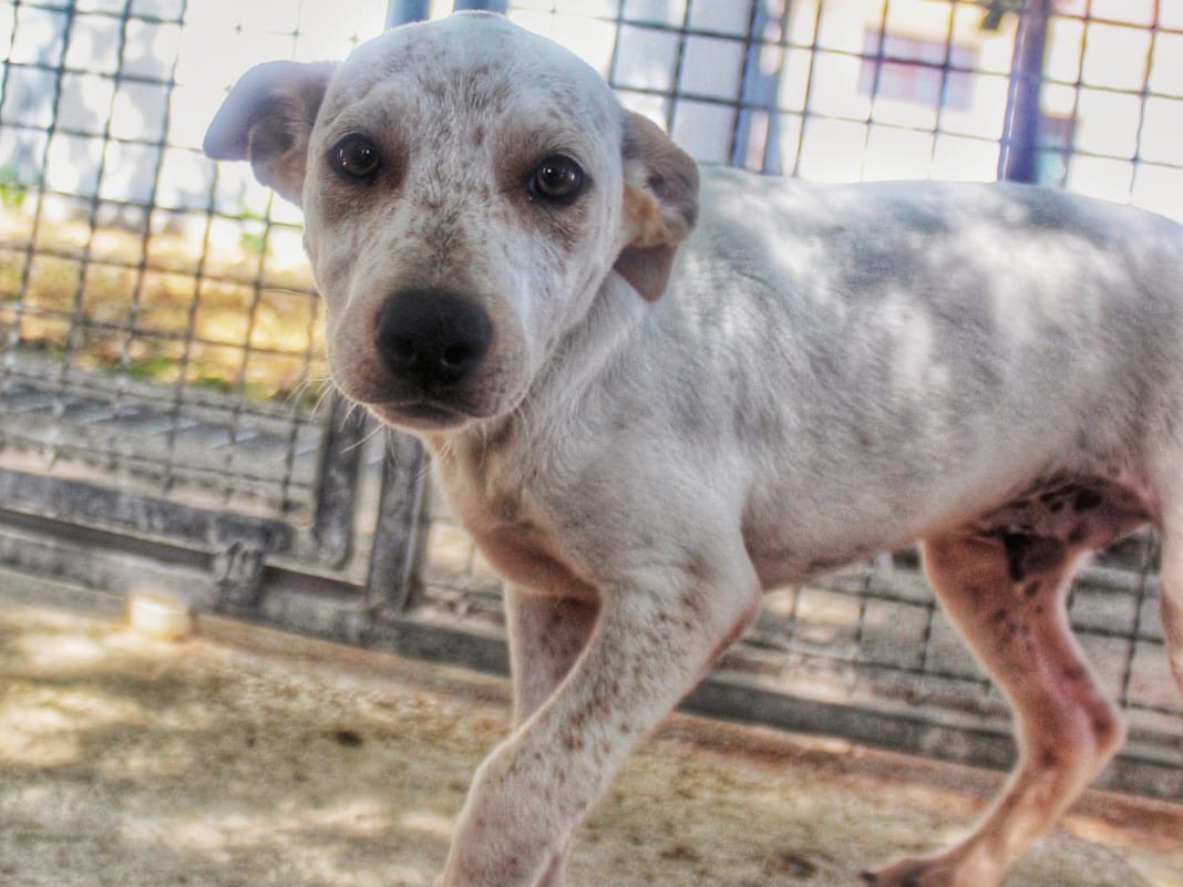 Adotta un cane, taglia media, maschio, Cosenza