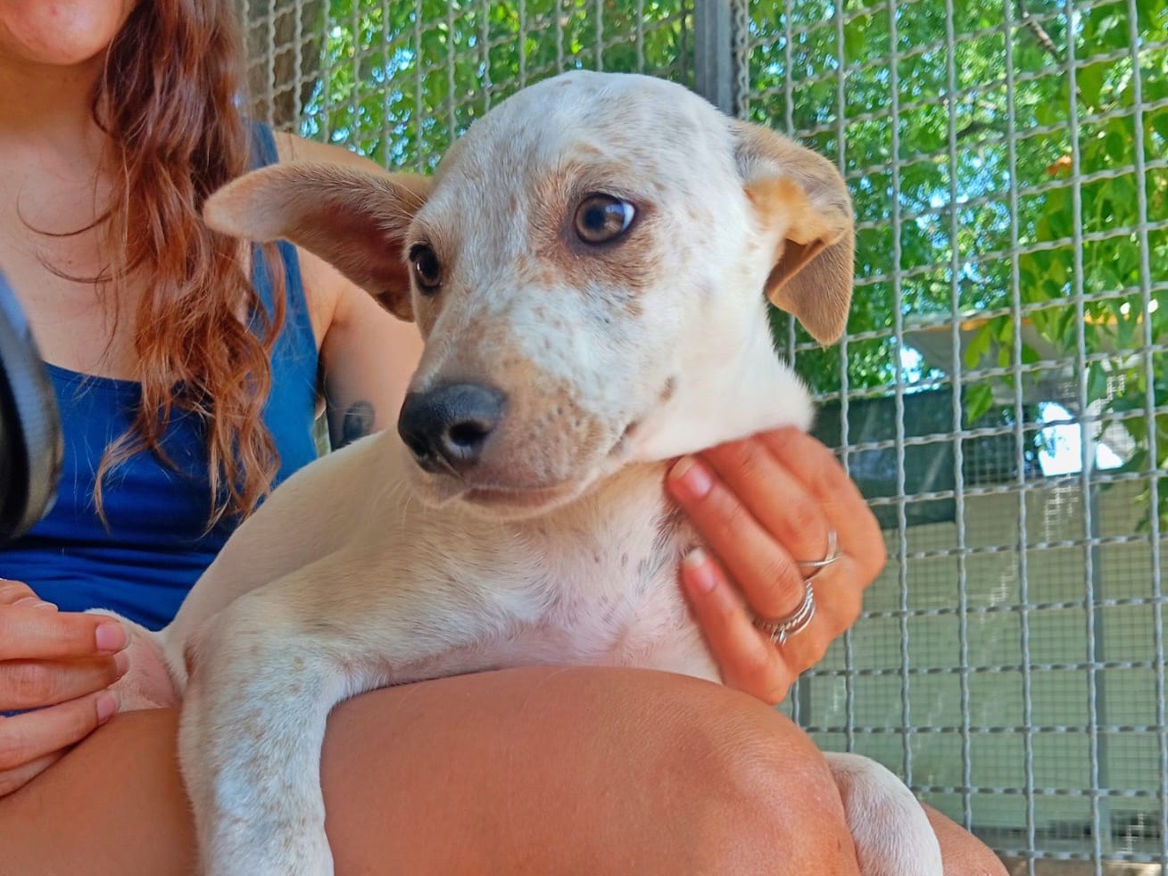 Vuoi adottare un cane a Cosenza?