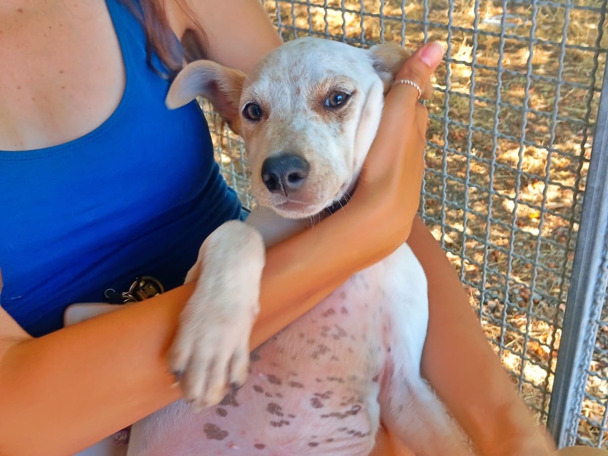 Adozione cane, maschio, Razza sconosciuta Razza sconosciuta, 2 mesi, taglia media, Cosenza
