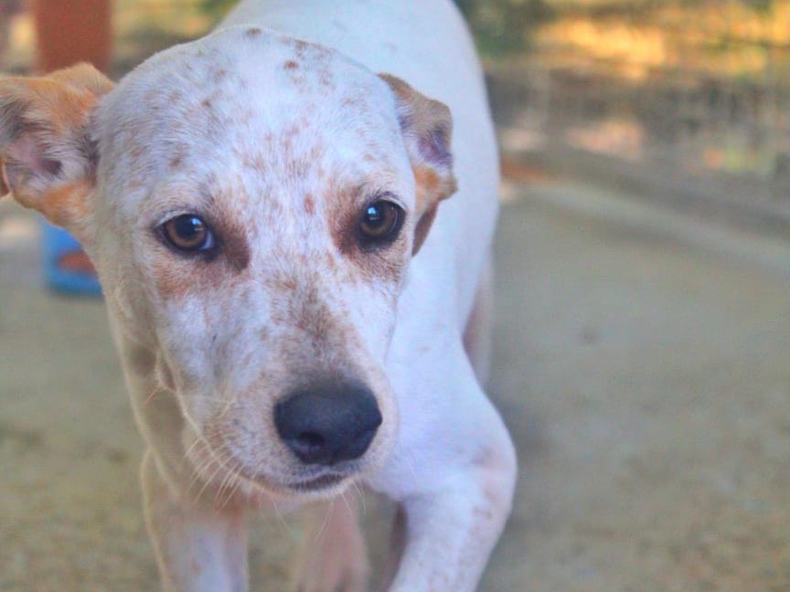Adotta il cane Fred a Cosenza