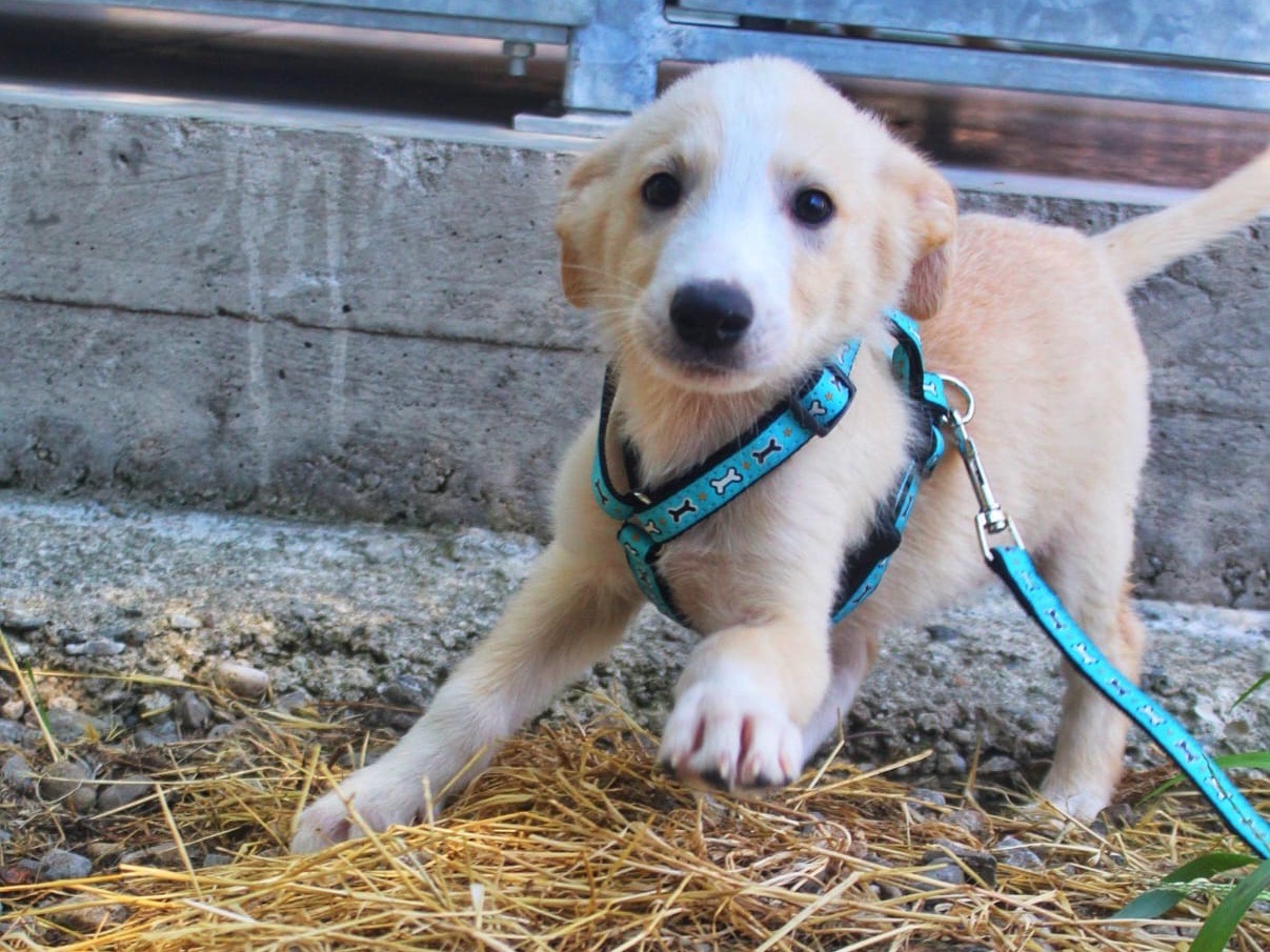 Adozione cane, maschio, Razza sconosciuta Razza sconosciuta, 2 mesi, taglia media, Cosenza