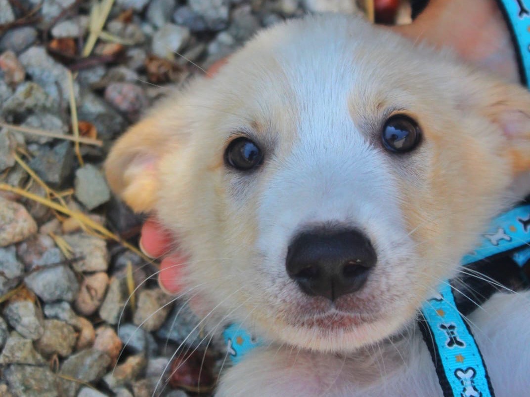Adotta un cane, maschio, 2 mesi, Cosenza
