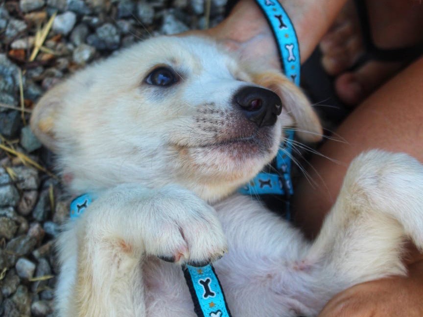 Adotta un cane, taglia media, maschio, Cosenza