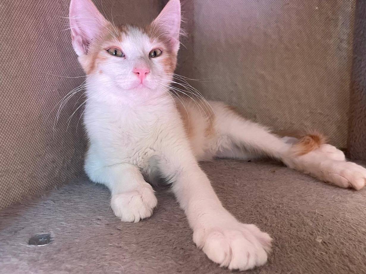 Adotta un gatto, maschio, 3 mesi, Varese