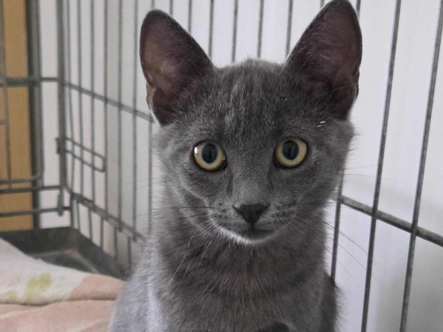 Adozione gatto, maschio, Certosino  Blu di Russia, 3 mesi, taglia non valida, Parma
