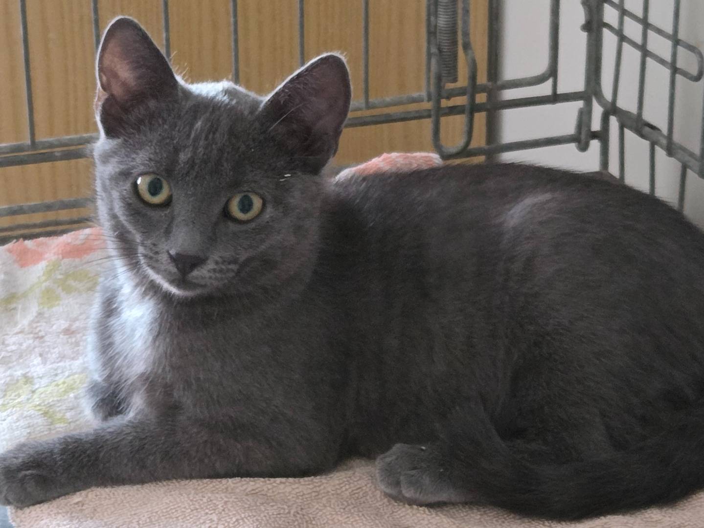Adotta un gatto, maschio, 3 mesi, Parma