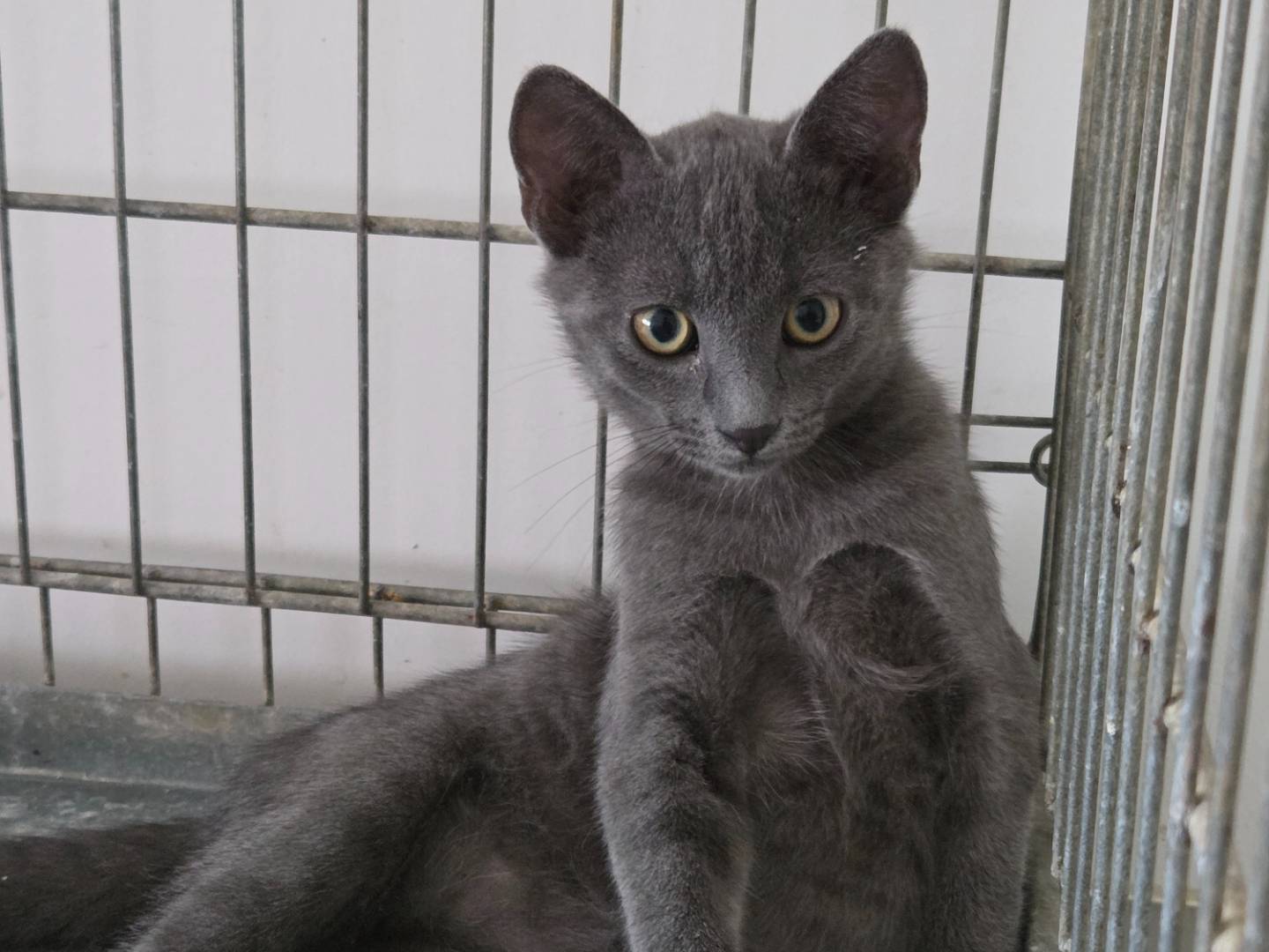 Adotta un gatto, taglia non valida, maschio, Parma