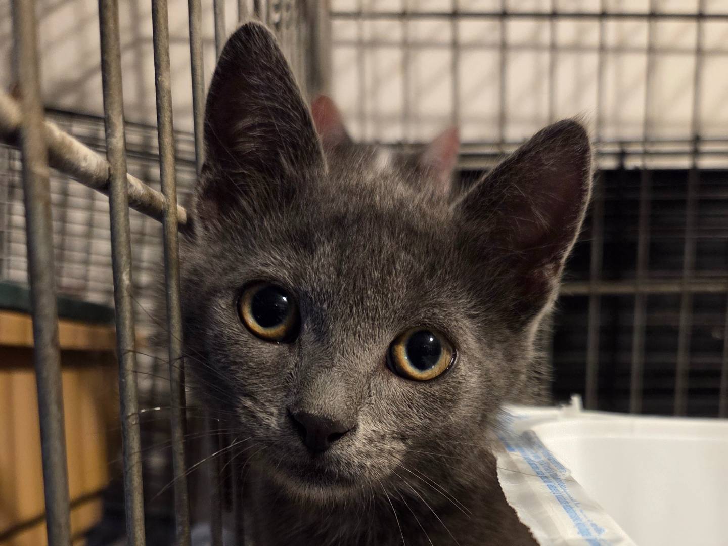 Vuoi adottare un gatto a Parma?