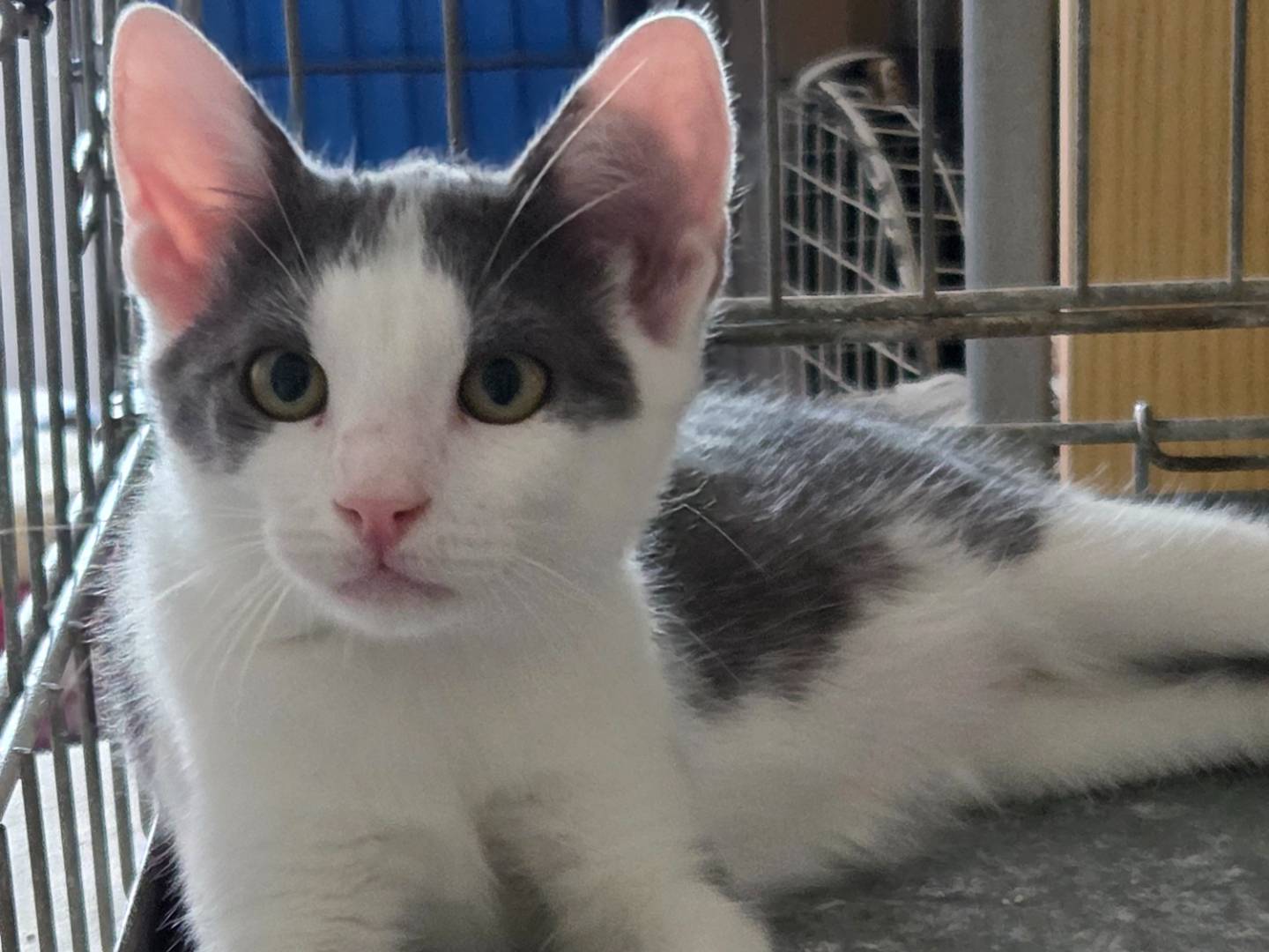 Adozione gatto, maschio, Certosino  Razza sconosciuta, 3 mesi, taglia non valida, Parma