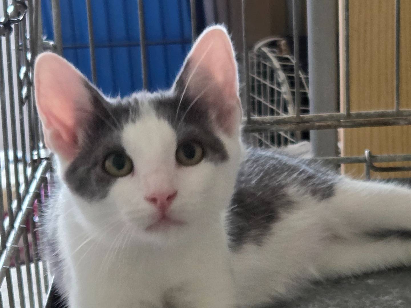 Adotta un gatto, maschio, 3 mesi, Parma