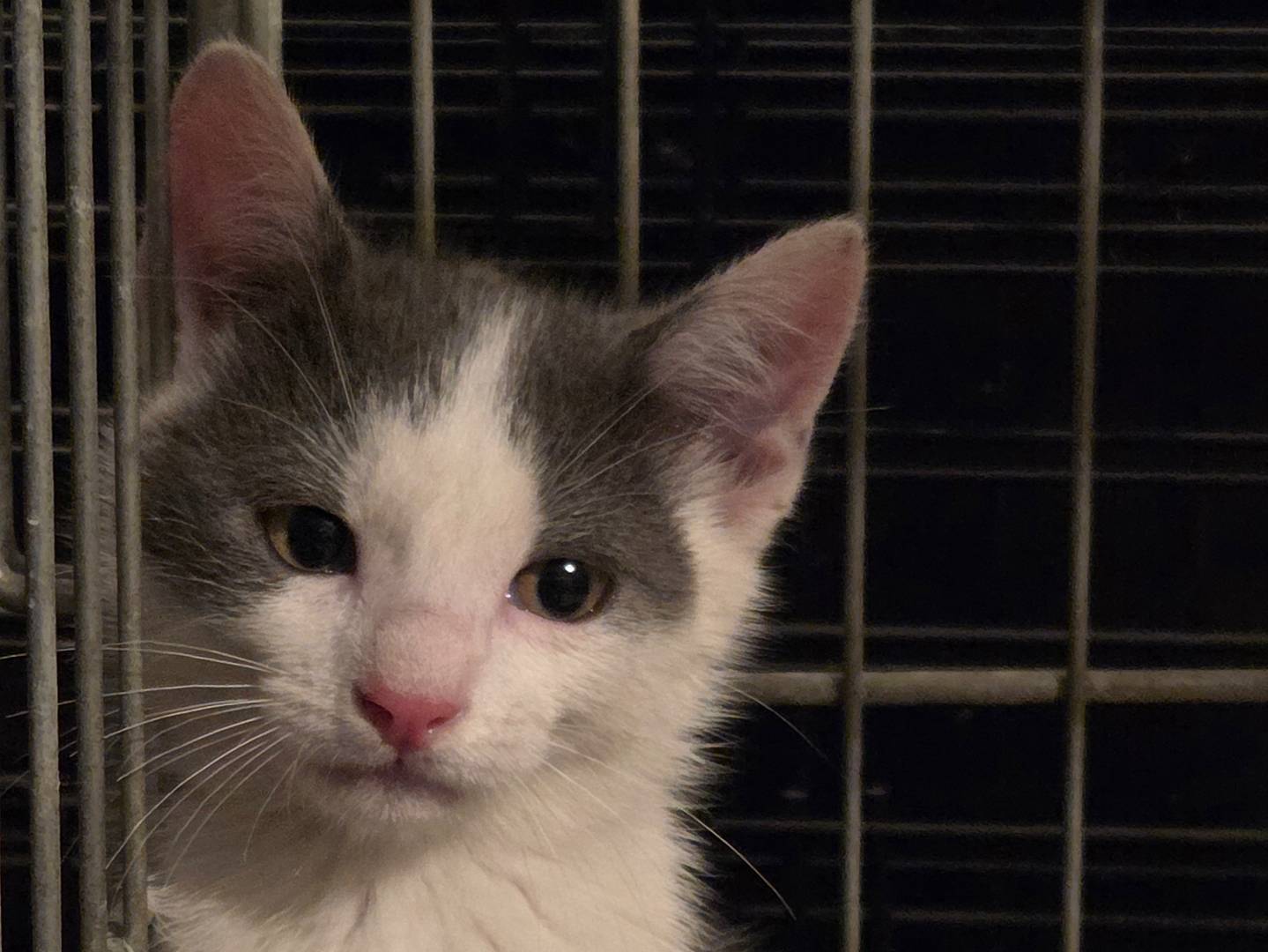 Adotta un gatto, taglia non valida, maschio, Parma