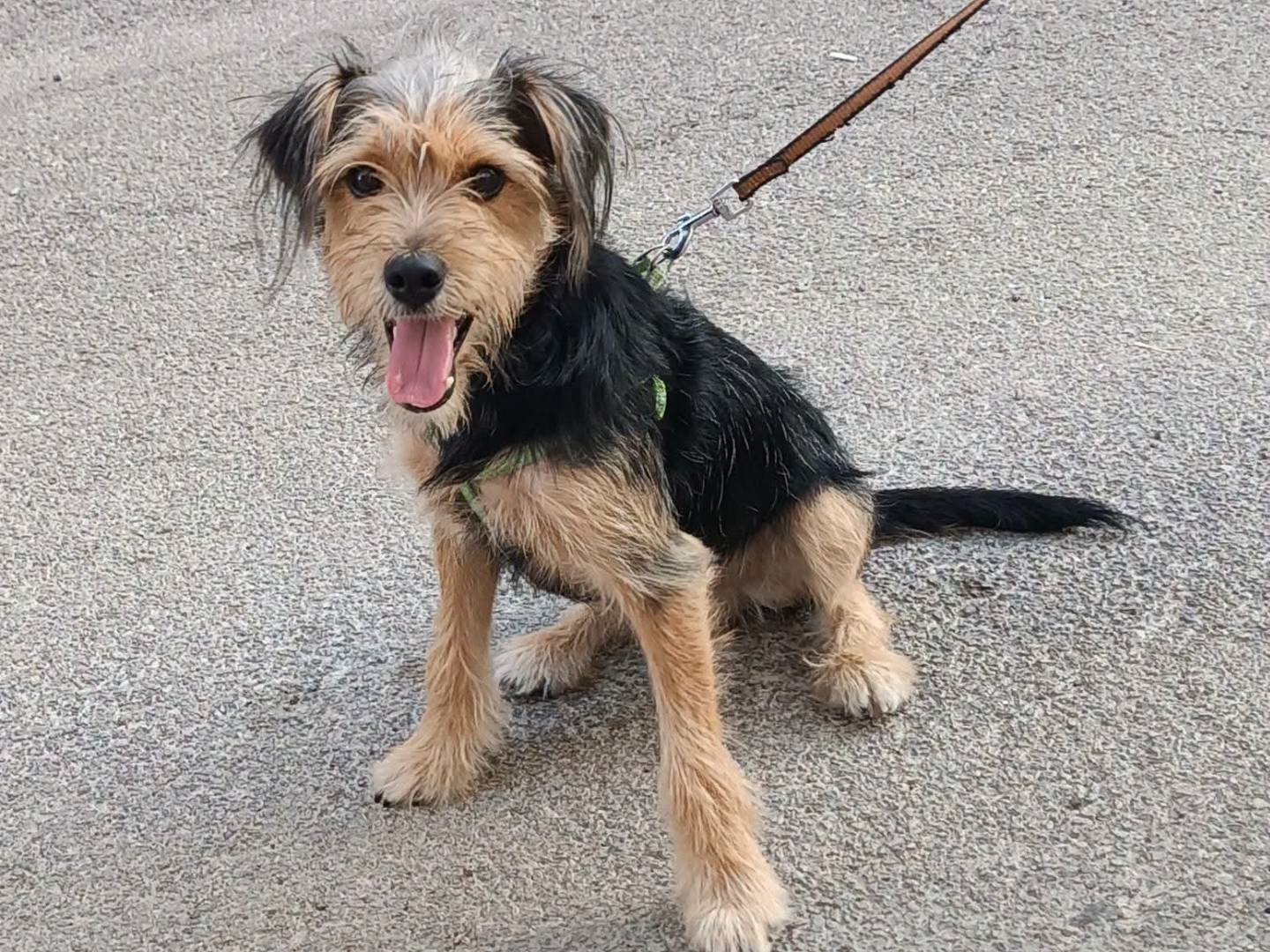 Adozione cane, maschio, Razza sconosciuta Razza sconosciuta, 6 mesi, taglia piccola, Siracusa