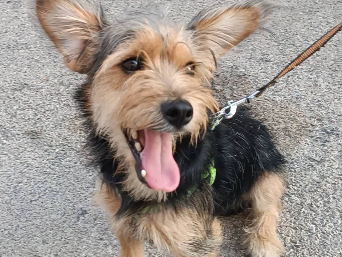 Adotta un cane, maschio, 6 mesi, Siracusa