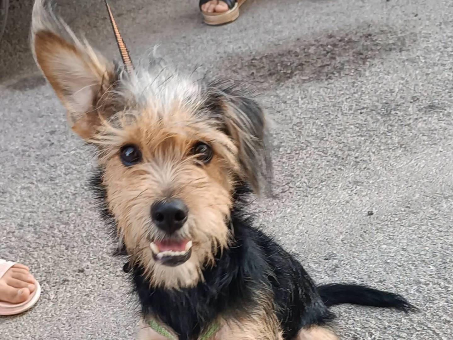 Adotta un cane, taglia piccola, maschio, Siracusa