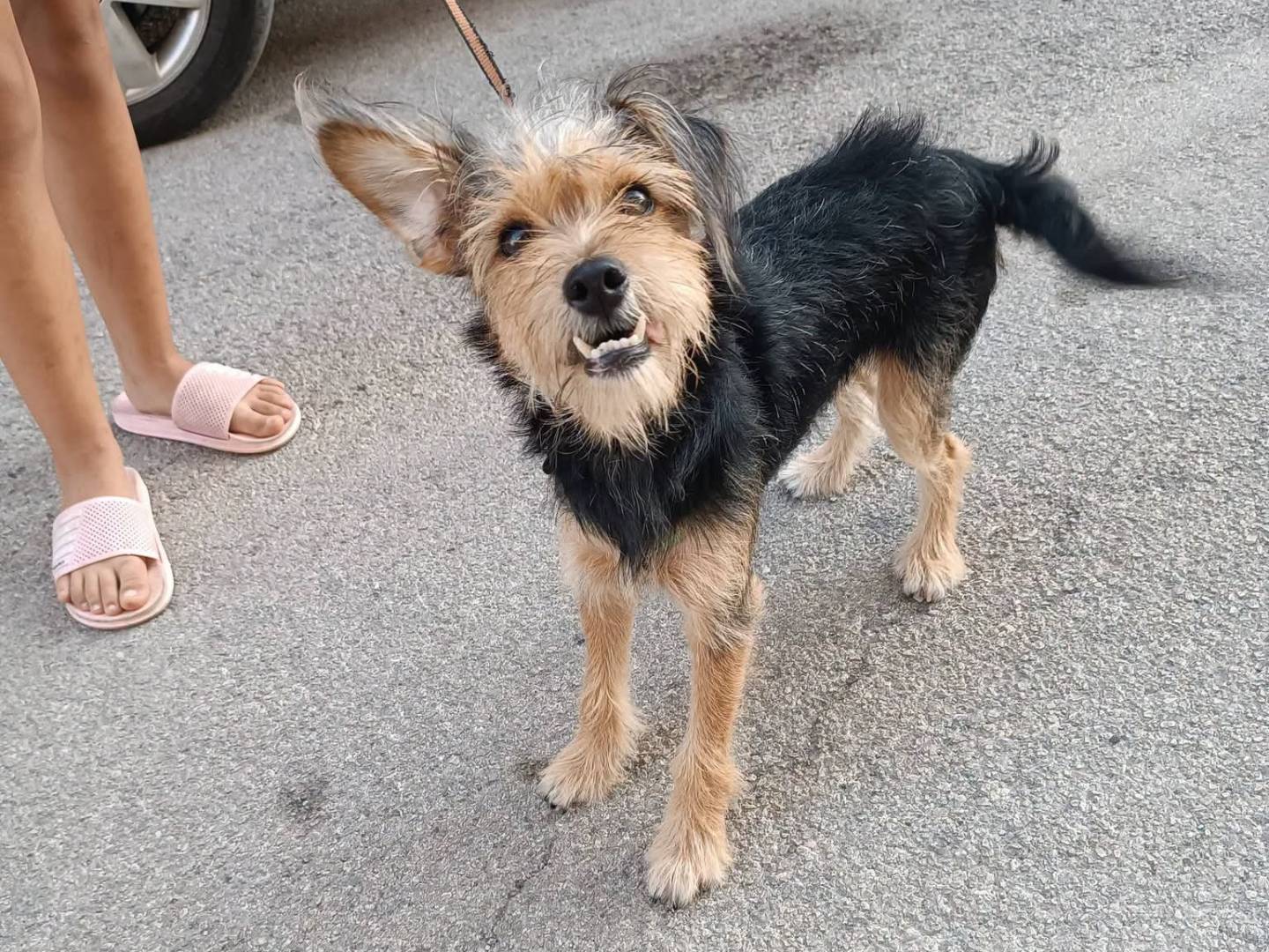 Vuoi adottare un cane a Siracusa?