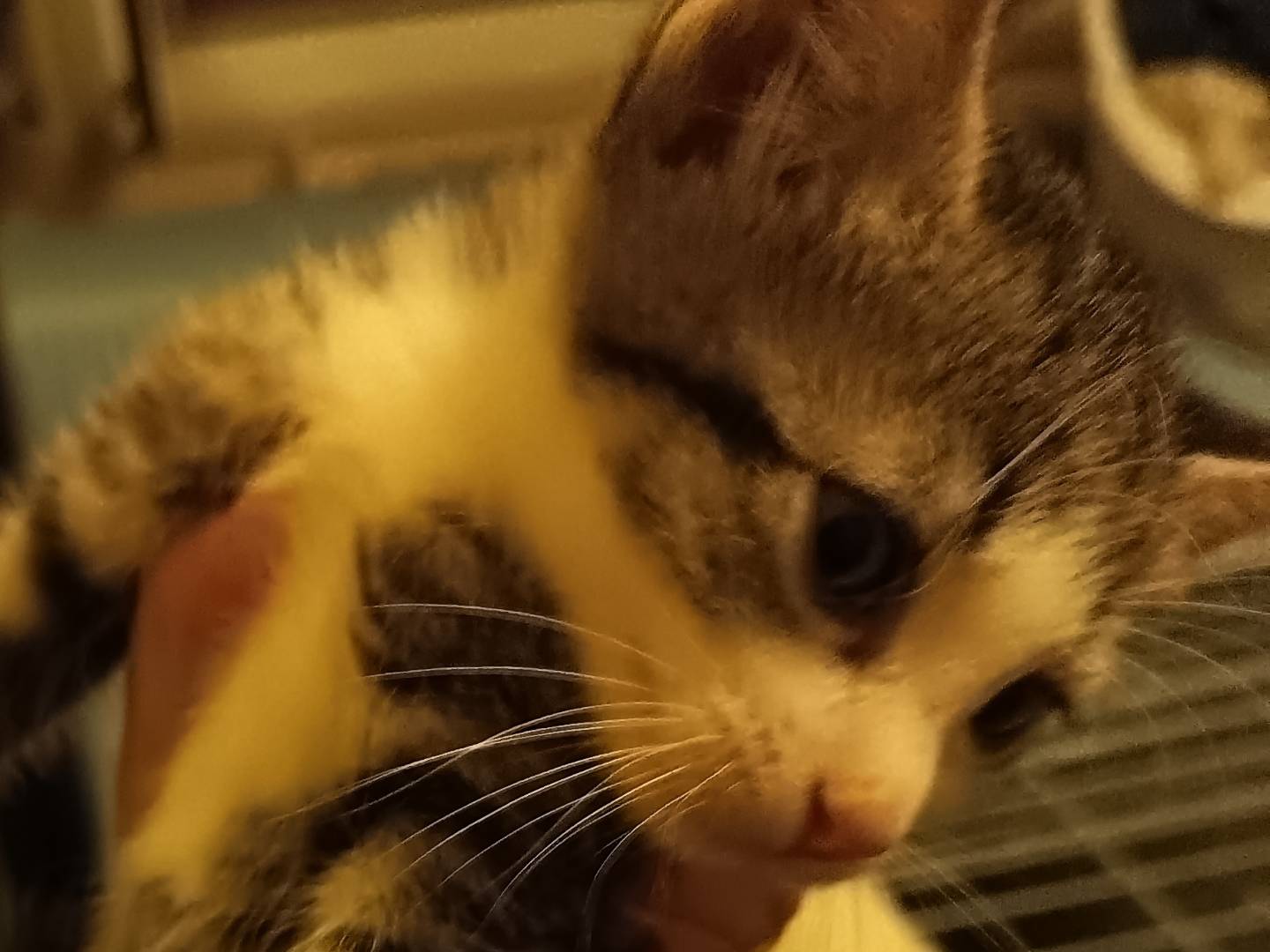 Adotta un gatto, maschio, 1 mese, Milano