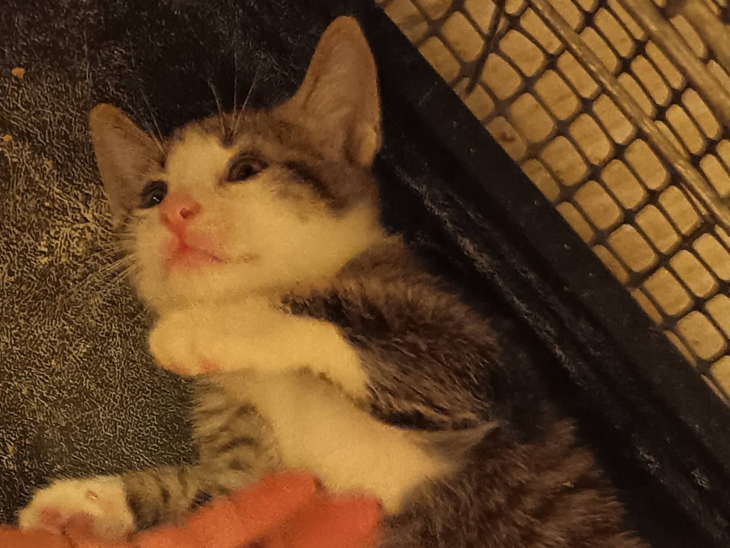 Adotta un gatto, taglia non valida, maschio, Milano