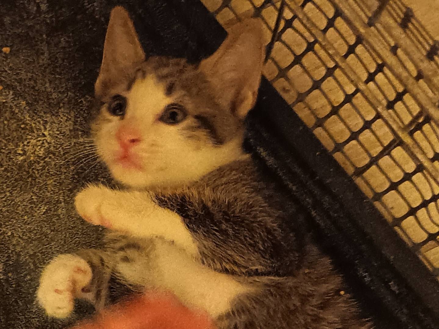 Vuoi adottare un gatto a Milano?