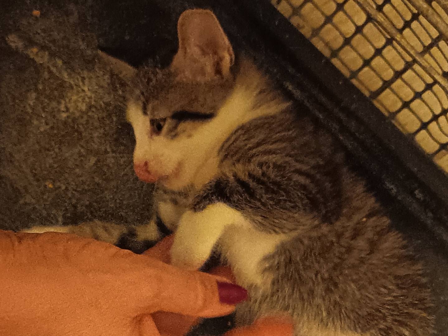 Adotta il gatto Cristoforo a Milano