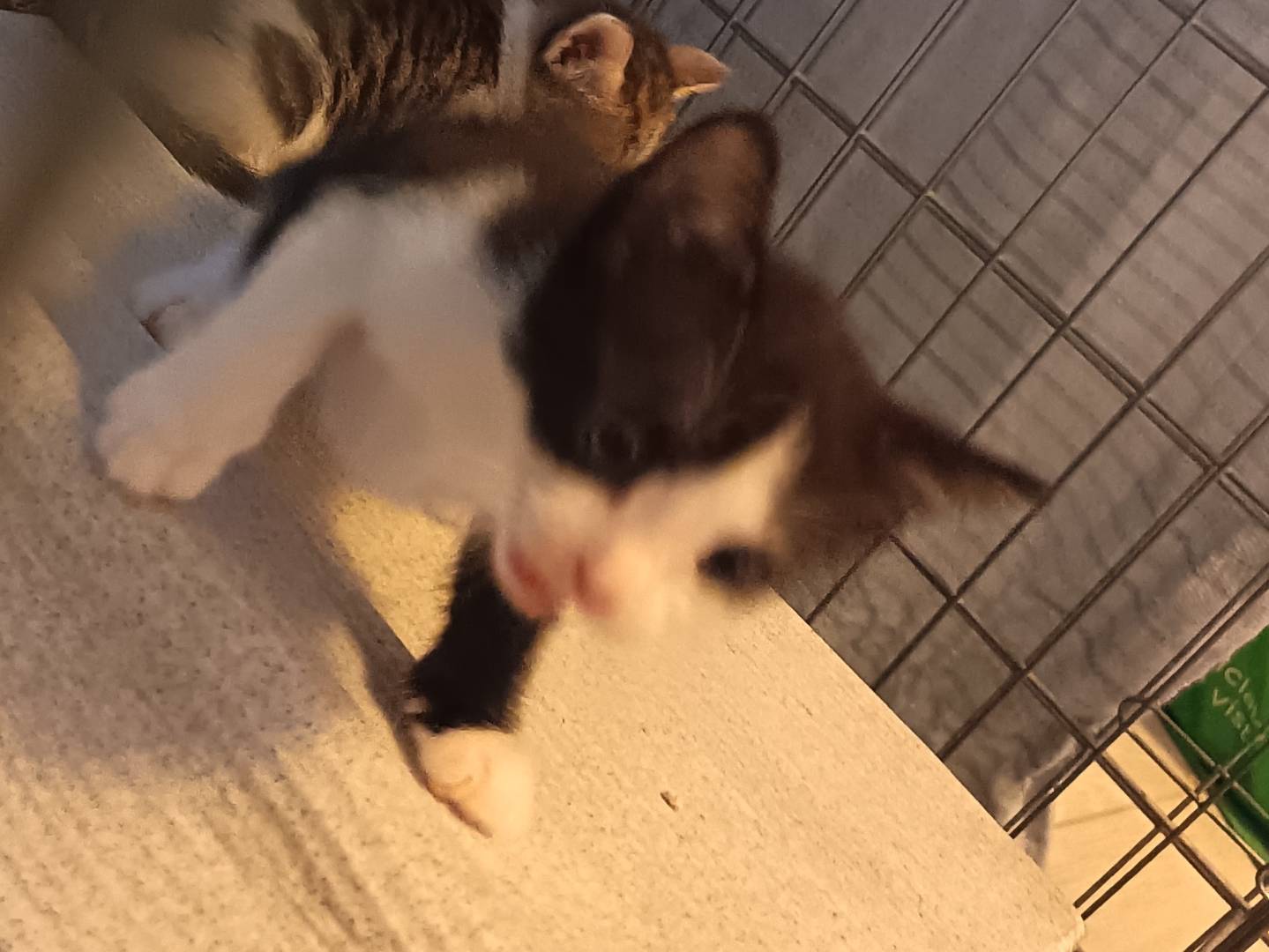 Vuoi adottare un gatto a Milano?