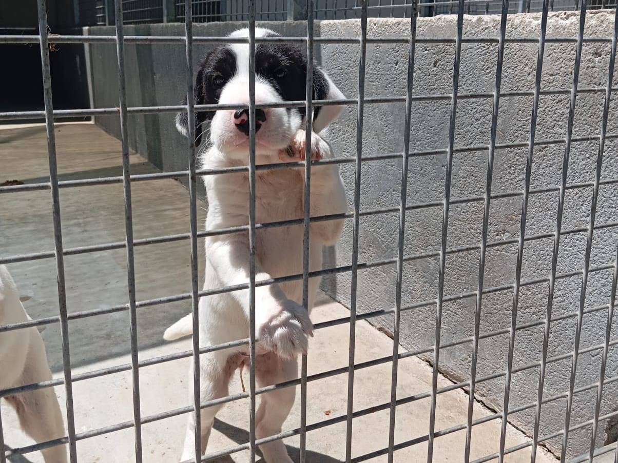 Adozione cane, maschio, Shar Pei Razza sconosciuta, 2 mesi, taglia media, Caserta