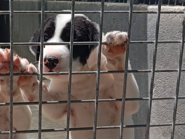 Adotta un cane, maschio, 2 mesi, Caserta