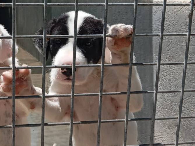 Adotta un cane, taglia media, maschio, Caserta