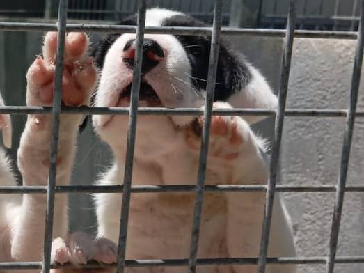 Vuoi adottare un cane a Caserta?
